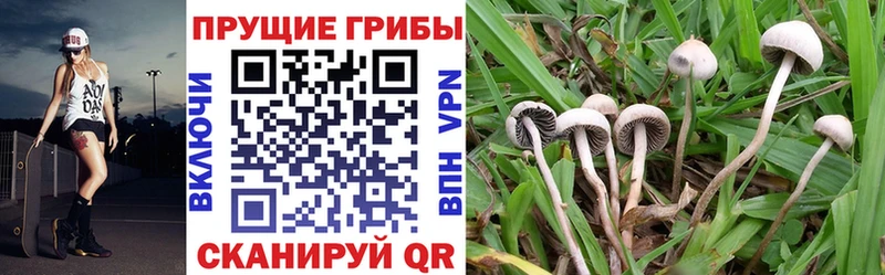 Галлюциногенные грибы GOLDEN TEACHER  Купить  Евпатория 